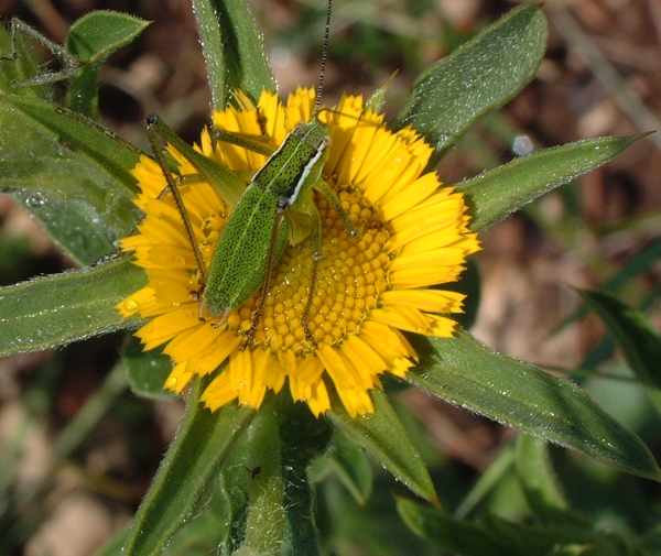 ricordo del sole